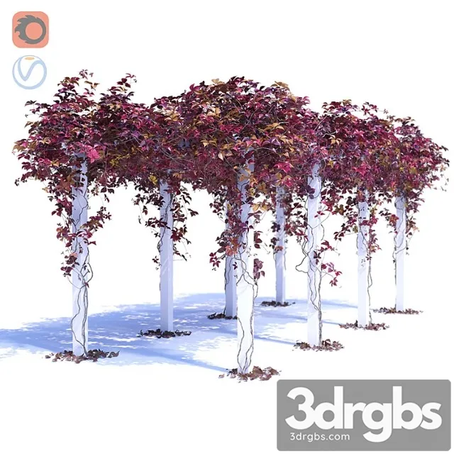 Devinee grape 3 Devinee grape 3