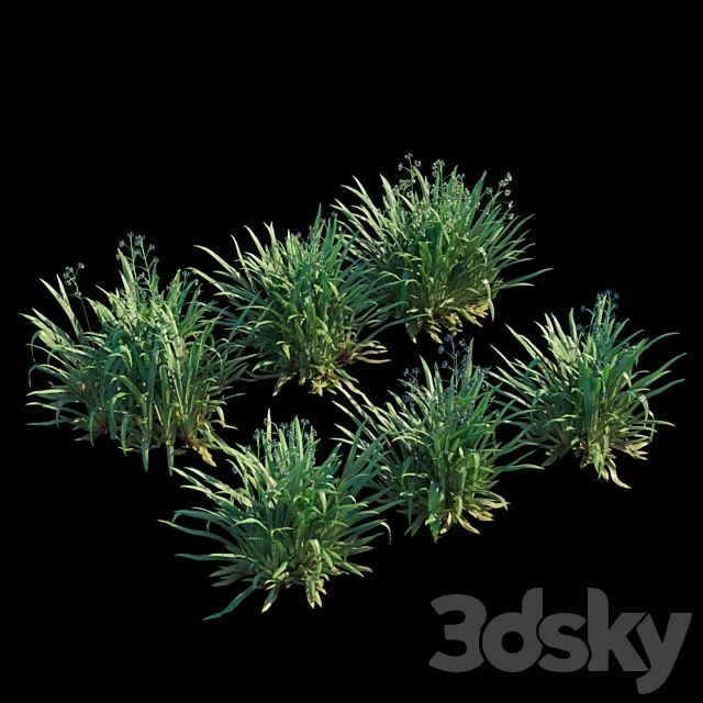 Dianella caerulea 3D Model Dianella caerulea 3D Model