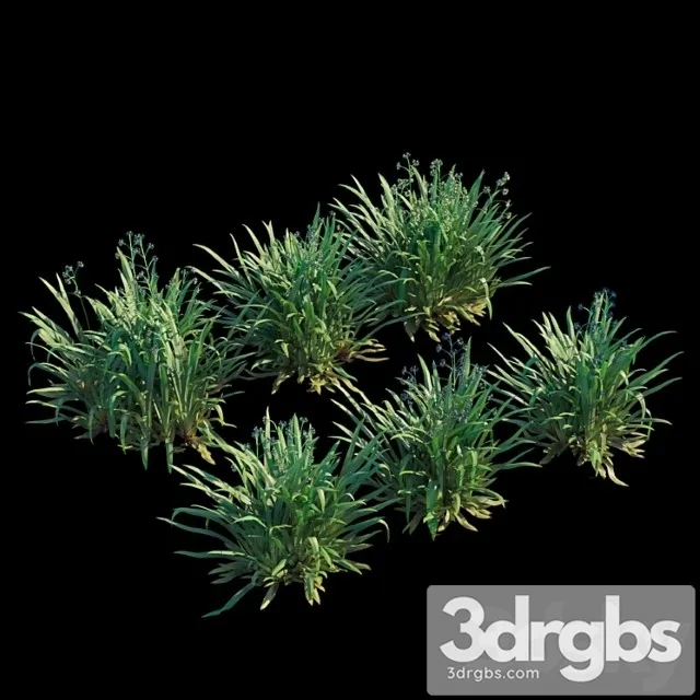 Dianella caerulea Dianella caerulea