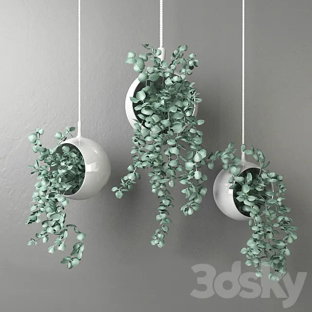Dichondra in a hanging flowerpot # 2 3DModel Dichondra in a hanging flowerpot # 2 3DModel
