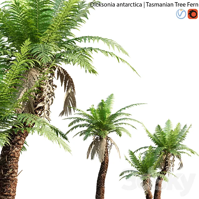 Dicksonia antarctica – Tasmanian Tree Fern – 01 3D Model