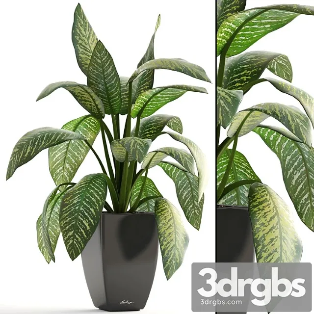 Dieffenbachia Pot Flowerpot Interior Plant Bush 3D Model Download