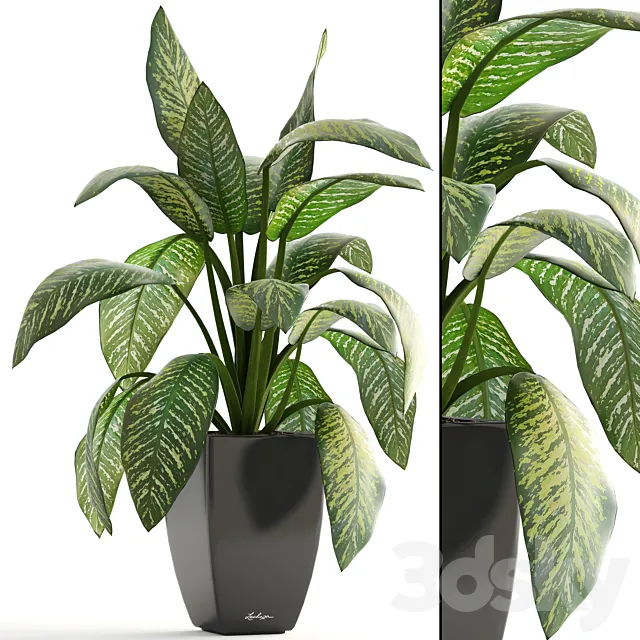 Dieffenbachia pot flowerpot interior plant bush 3D Model Dieffenbachia pot flowerpot interior plant bush 3D Model