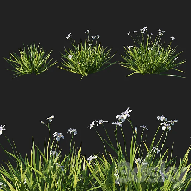 Dietes grandiflora grass 3DModel Dietes grandiflora grass 3DModel
