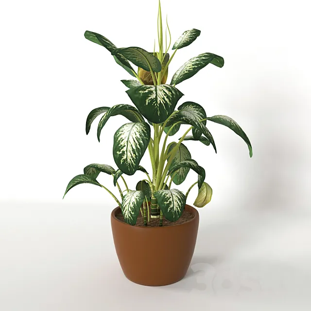 Diffinbahiya 3D Model Diffinbahiya 3D Model