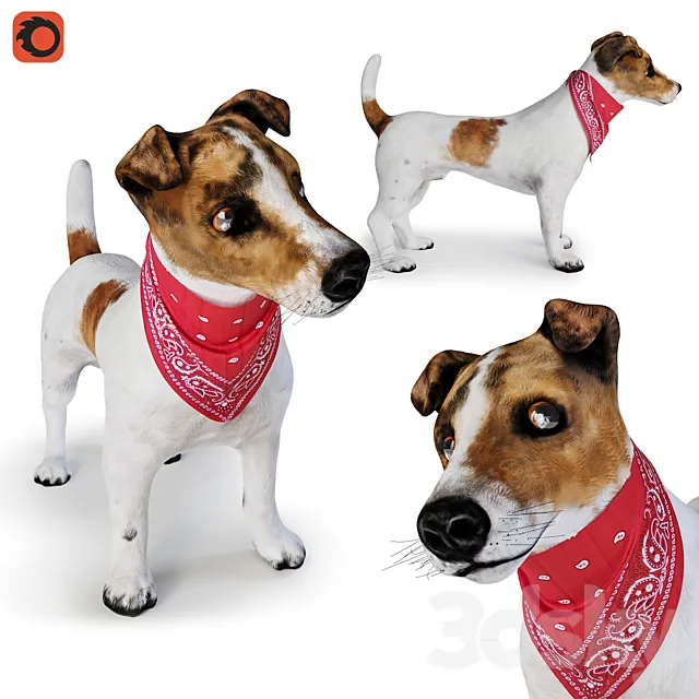 Dog Jack Russell Terrier 3D Model