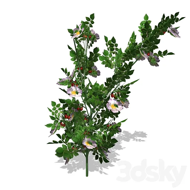 Dog Rose – DogRose – 00018 3D Model