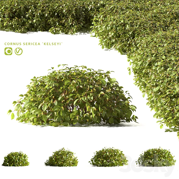 Dogwood offspring Kelsey | Cornus sericea Kelseyi 3D Model