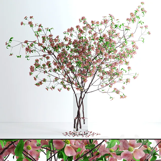 Dogwood Pink Blossom 3DModel