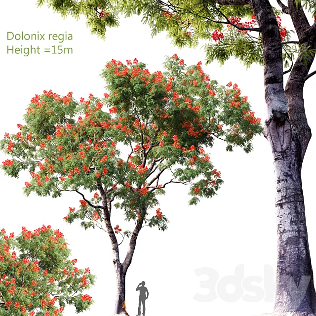 Dolonix regia | Height = 15m # 4 3D Model