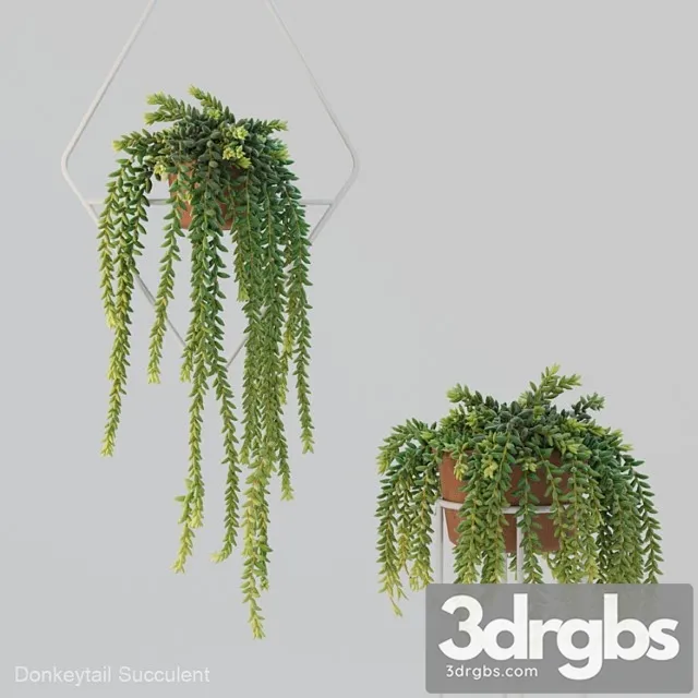 Donleytail Burrostail Succulent Hanging 3D Model Download