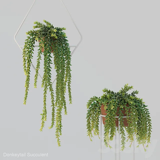 Donleytail | Burrostail succulent hanging 3DModel Donleytail | Burrostail succulent hanging 3DModel