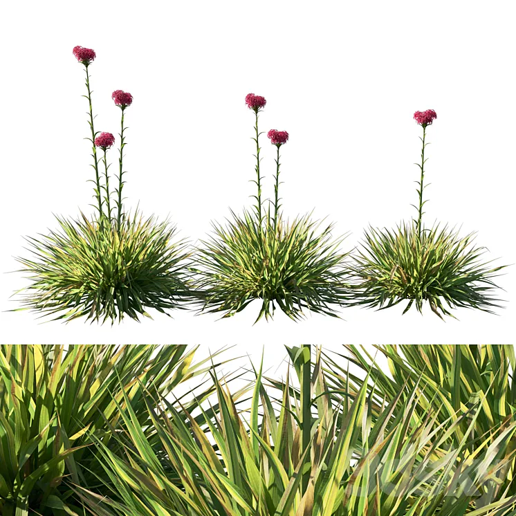 Doryanthes Excelsa_Gymea Lily 3D Model Free Download