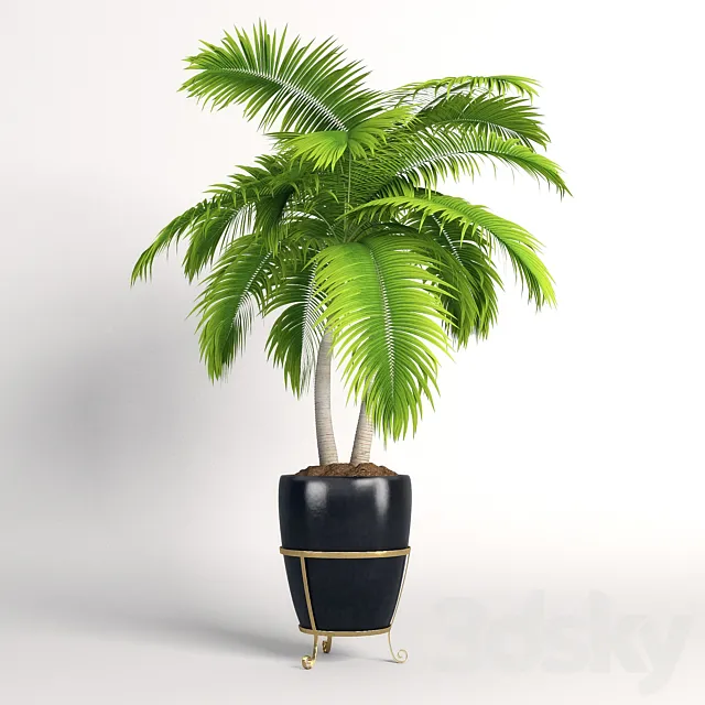 Double palm trees in a pot 3DModel Double palm trees in a pot 3DModel