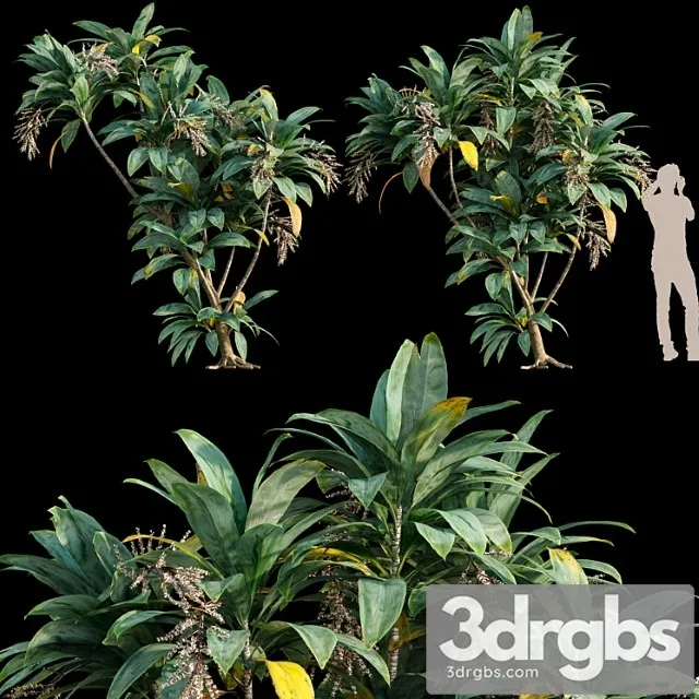 Dracaena 01 Dracaena 01