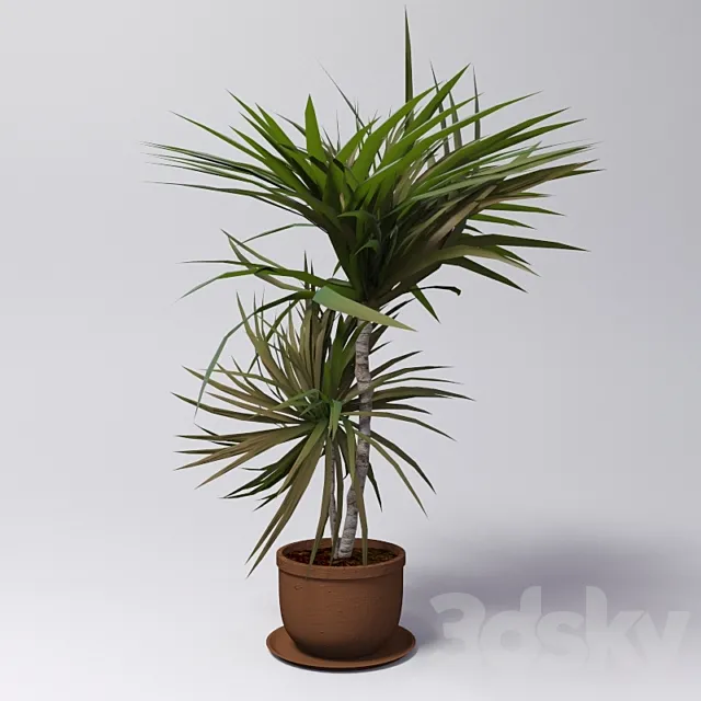 Dracaena 3D Model Dracaena 3D Model
