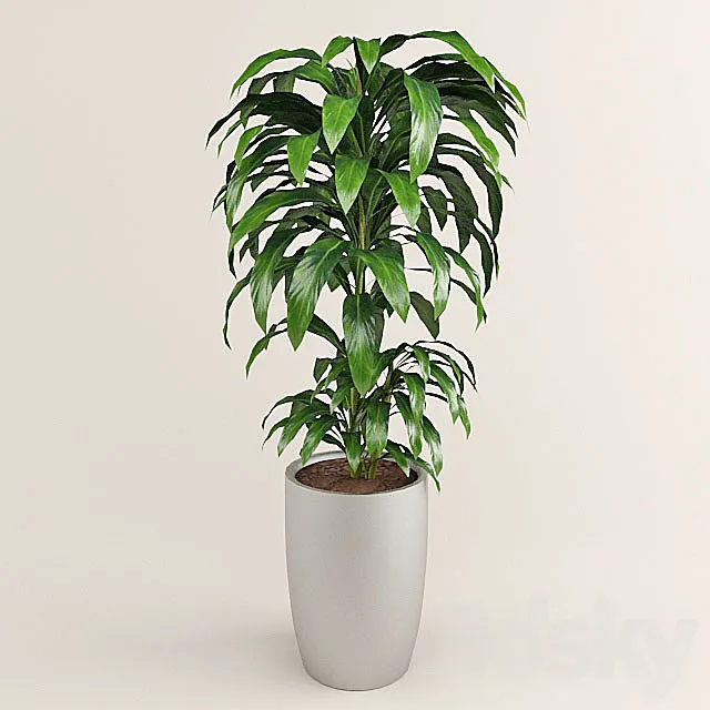 dracaena 3D Model dracaena 3D Model