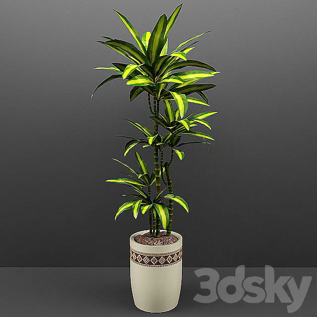 Dracaena 3D Model Dracaena 3D Model