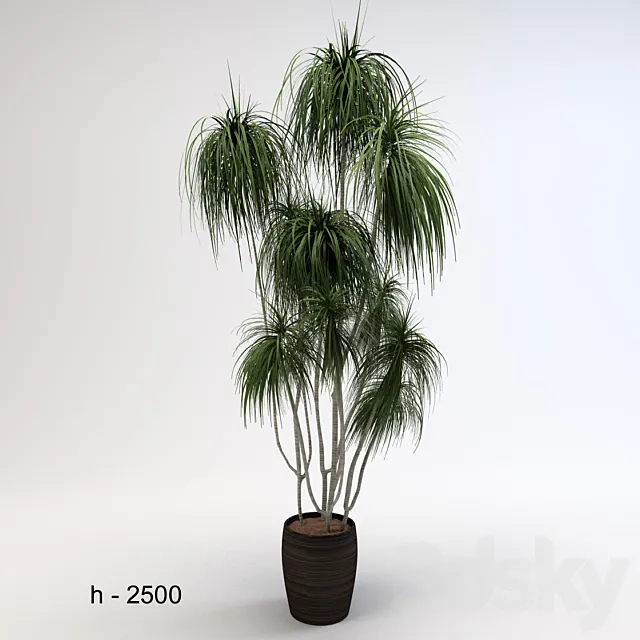 Dracaena 3D Model Dracaena 3D Model