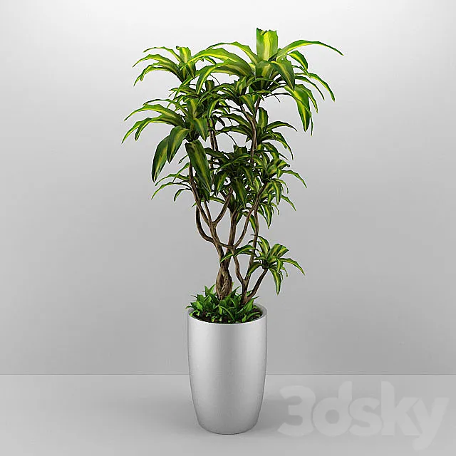 dracaena 3D Model dracaena 3D Model