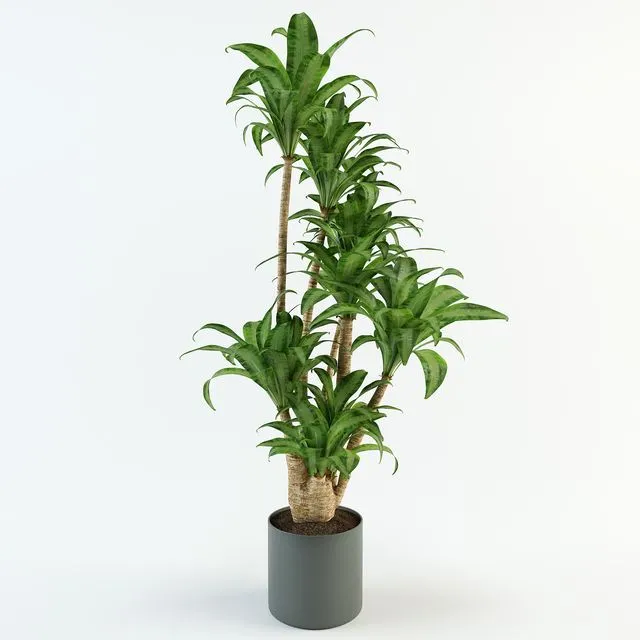 Dracaena 3D Model