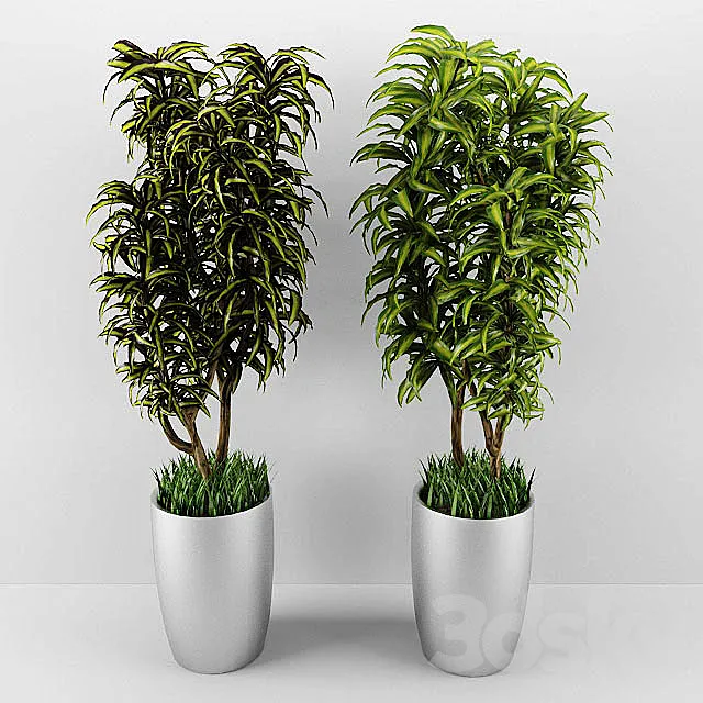 dracaena 3DModel - 3DSKY Decor Helper