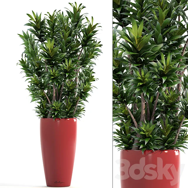 Dracaena 5. Dracaena Reflexa. flower. pot. bush. flowerpot. interior. decorative 3DModel Dracaena 5. Dracaena Reflexa. flower. pot. bush. flowerpot. interior. decorative 3DModel