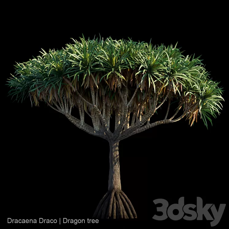 Dracaena Draco | Dragon tree 3D Model