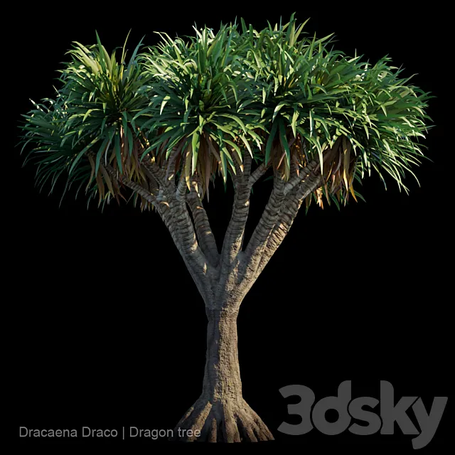 Dracaena Draco | Dragon tree 3DModel Dracaena Draco | Dragon tree 3DModel