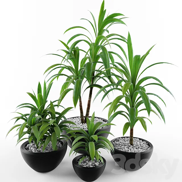 Dracaena fragrans 3D Model Dracaena fragrans 3D Model