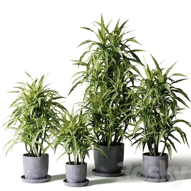 Dracaena fragrant in gray pots 3D Model Dracaena fragrant in gray pots 3D Model
