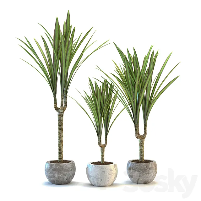 Dracaena fringed 3DModel Dracaena fringed 3DModel