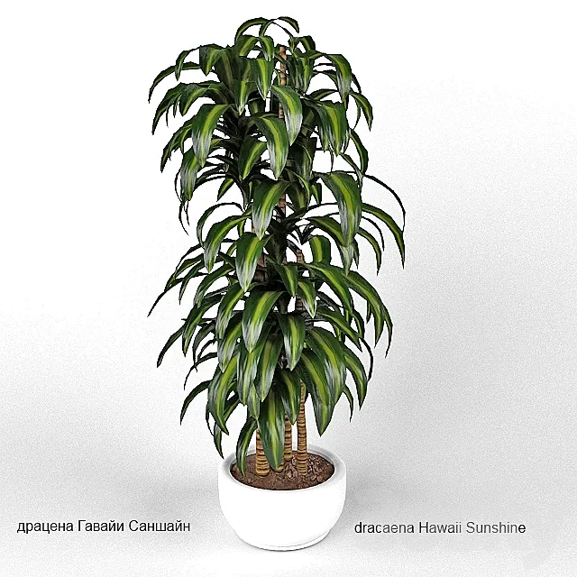 dracaena Hawaii Sunshine 3D Model dracaena Hawaii Sunshine 3D Model