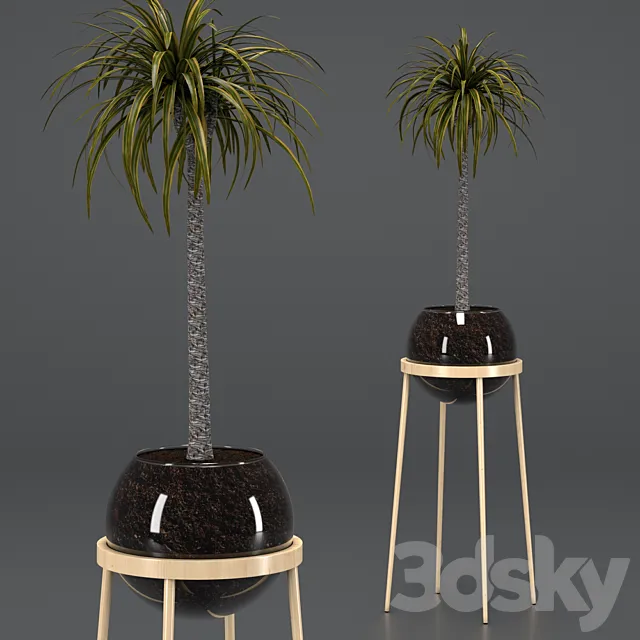 Dracaena in a glass pot 3D Model Dracaena in a glass pot 3D Model