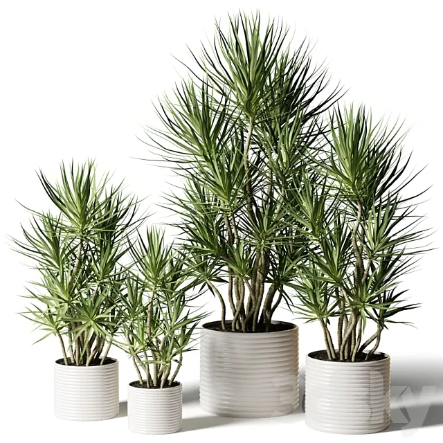 Dracaena in assortment 3D Model Dracaena in assortment 3D Model