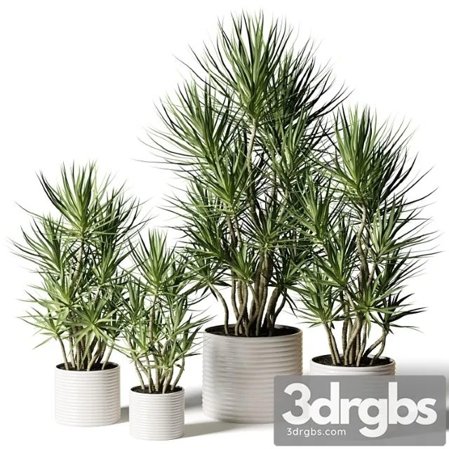 Dracaena in assortment Dracaena in assortment