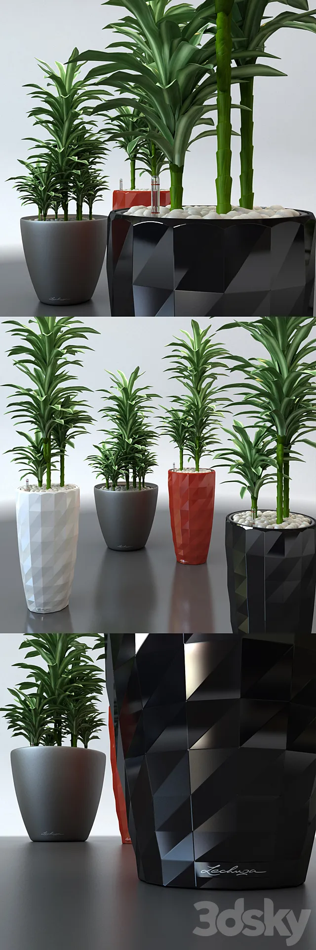Dracaena in pots Lechuza 3DModel Dracaena in pots Lechuza 3DModel