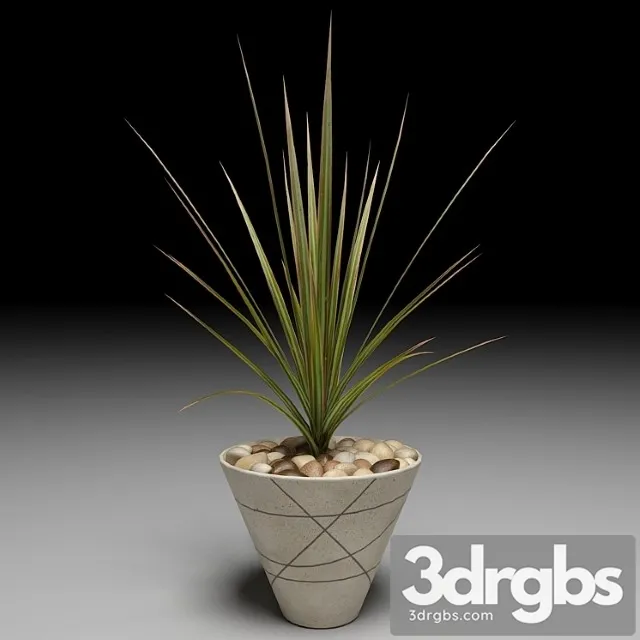 Dracaena Marginata Tree 1 3D Model Download
