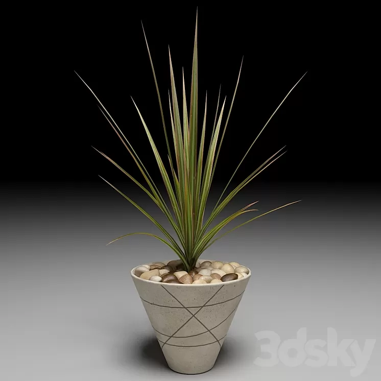 Dracaena Marginata tree 3D Model Dracaena Marginata tree 3D Model