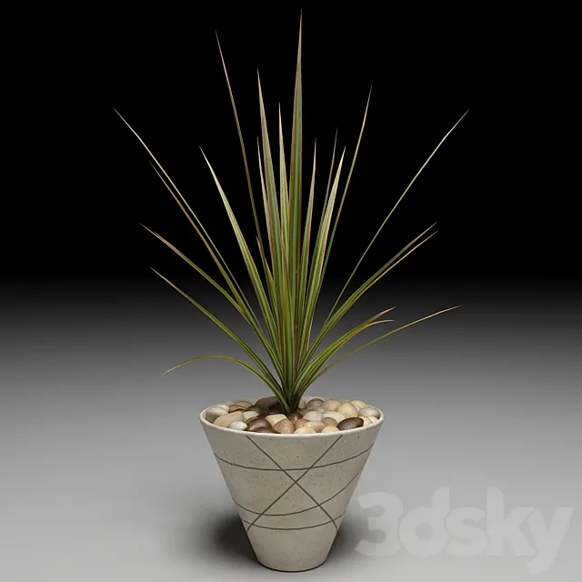 Dracaena Marginata tree 3DModel Dracaena Marginata tree 3DModel