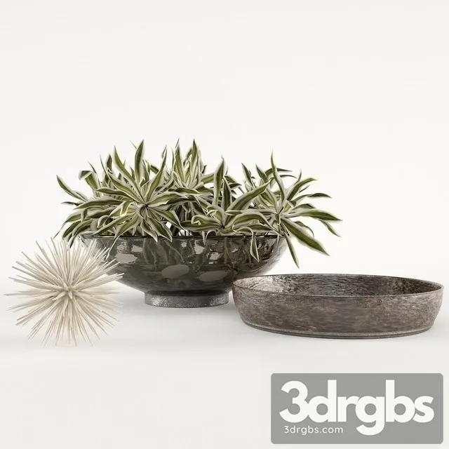 Dracaena Reflexa Bouquet 3D Model Download Dracaena Reflexa Bouquet 3D Model Download