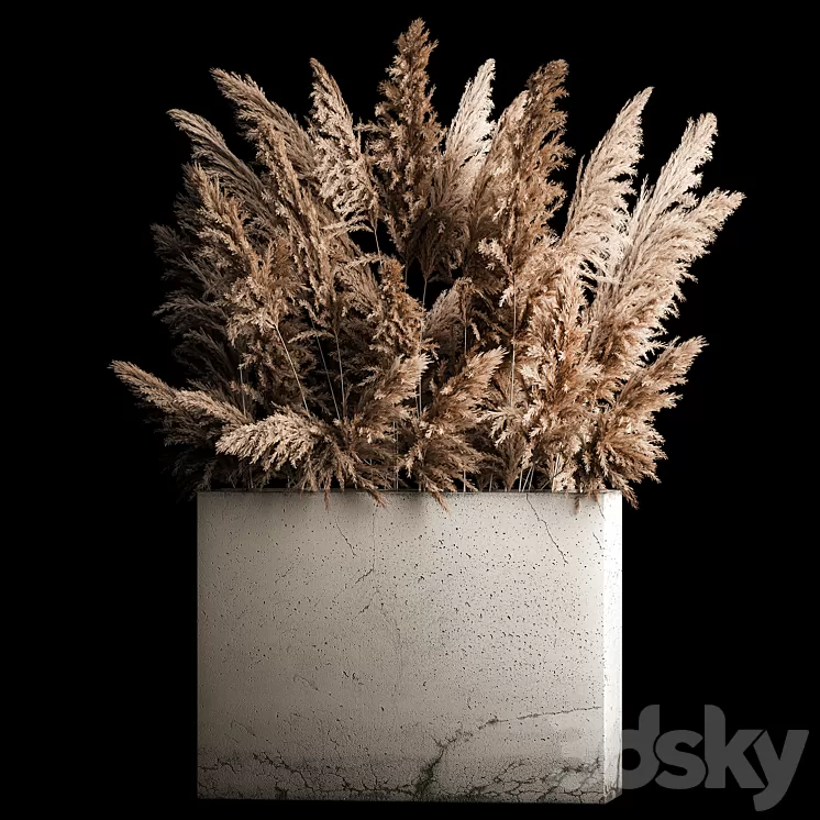 Dried flower bouquet of pampas from dry reeds in a concrete vase of pampas grass Cortaderia. 268. 3D Model Free Download