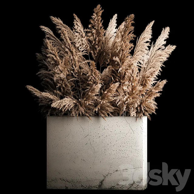 Dried flower bouquet of pampas from dry reeds in a concrete vase of pampas grass. Cortaderia. 268. 3DModel