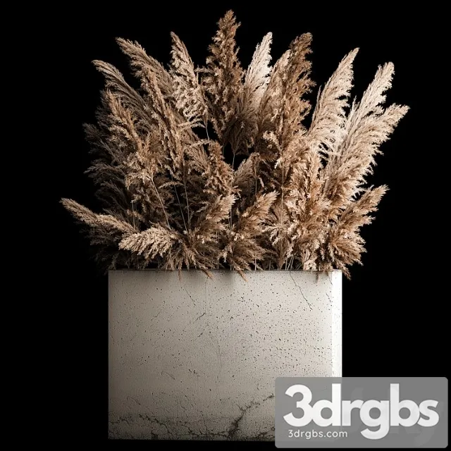 Dried flower bouquet of pampas from dry reeds in a concrete vase of pampas grass, cortaderia. 268. Dried flower bouquet of pampas from dry reeds in a concrete vase of pampas grass, cortaderia. 268.