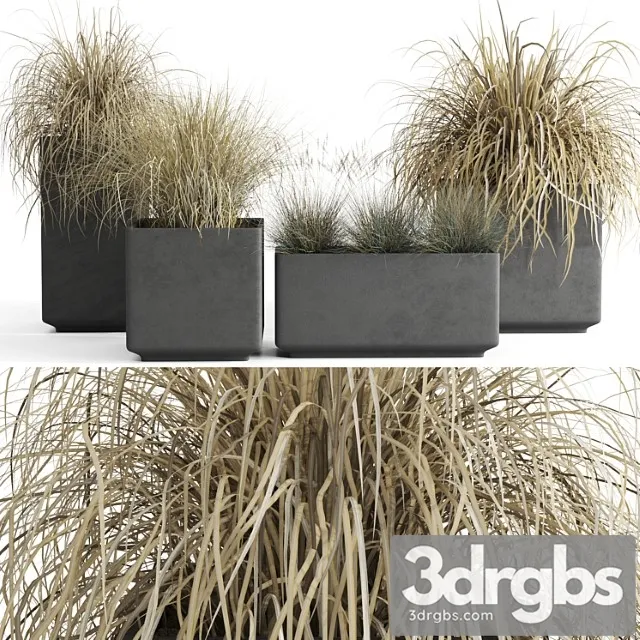 Dry decorative cereals in pots Dry decorative cereals in pots