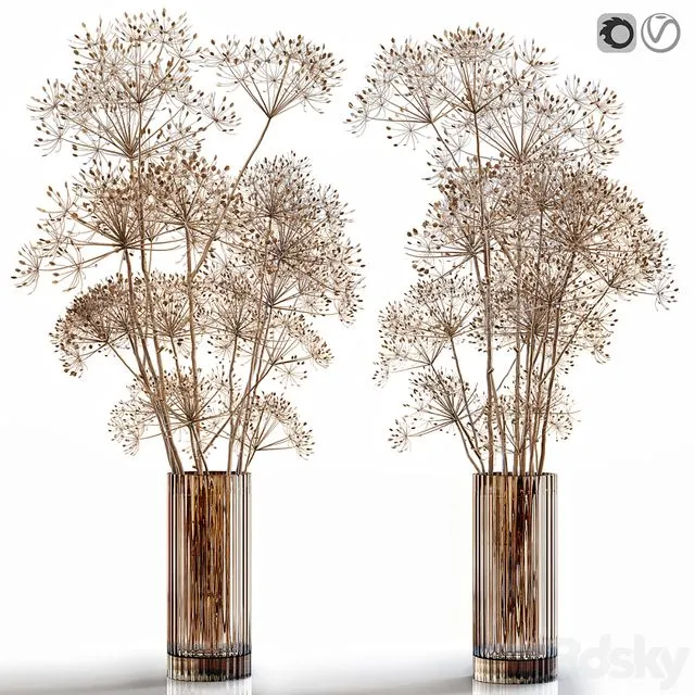 Dry Flowers 7 Heracleum 3D Model Dry Flowers 7 Heracleum 3D Model