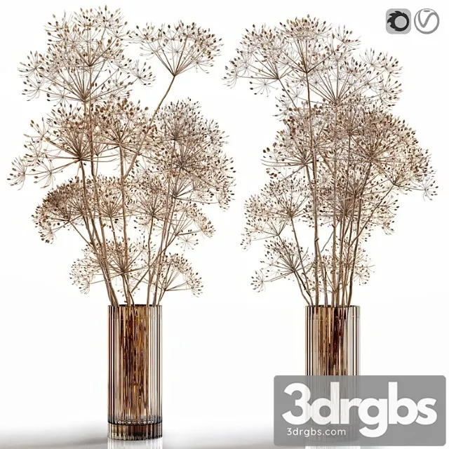 Dry Flowers 7 Heracleum 3D Model Download Dry Flowers 7 Heracleum 3D Model Download