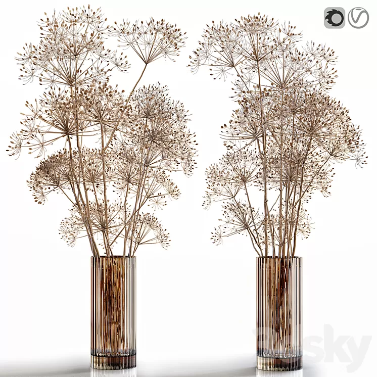 Dry flowers 7 Heracleum 3D Model Dry flowers 7 Heracleum 3D Model