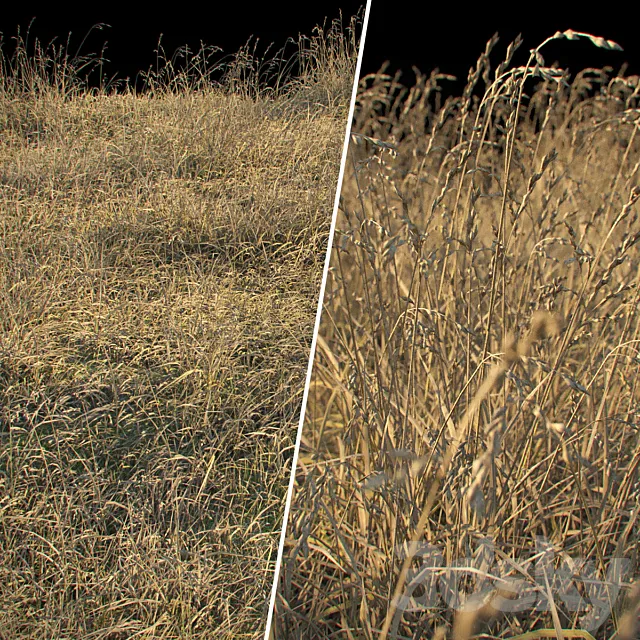 Dry grass 3DModel Dry grass 3DModel