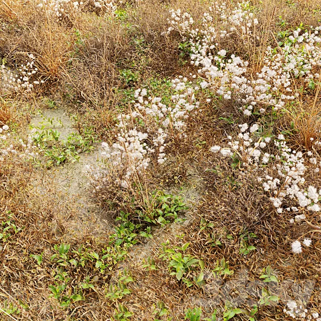 Dry meadow 3D Model Dry meadow 3D Model